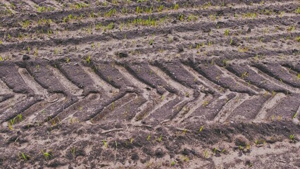 Green Grain Seedlings Emerging from Ground on Countryside Farm Field with Heavy Machinery Truck...