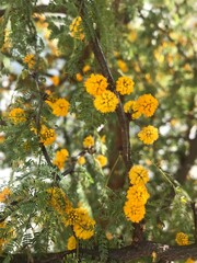 flores amarillas y perfumadas del árbol Vachellia caven. Espinillo