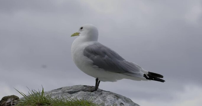 Blacked-legged kittiwake (Rissa tridactyla)resting on the bird cliff island of Horn&oslash;ya in summer, Norway.