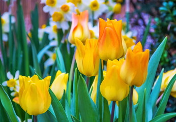 Flowering of bright yellow spring tulips