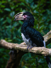 Obraz premium Trumpeter hornbill bird on a dry tree branch outdoors