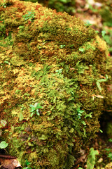 Mosses in the jungle in Sa Mu Son La, Vietnam