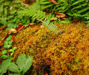 Mosses in the jungle in Sa Mu Son La, Vietnam