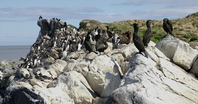 A flock of Common Guillemot (Uria aalge) resting on rocks on the bird cliff island of Horn&oslash;ya in summer, Norway.