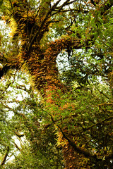 Fototapeta premium The Yellow Autumn leaves in the Primitive Forest or Jungle in Son La, Vietnam