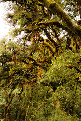 The Yellow Autumn leaves in the Primitive Forest or Jungle in Son La, Vietnam