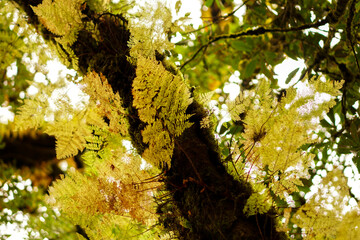 The Yellow Autumn leaves in the Primitive Forest or Jungle in Son La, Vietnam