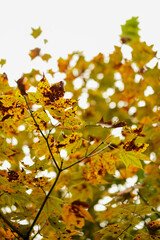 The Yellow Autumn leaves in the Primitive Forest or Jungle in Son La, Vietnam