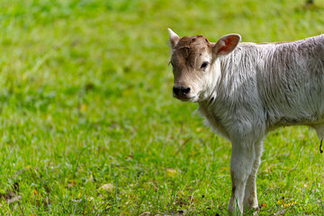 Close-up of cute bull calf a view days old on meadow on a cloudy autumn day at Swiss City of Zürich. Photo taken October 30th, 2023, Zurich, Switzerland.