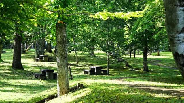 緑の屋外　テーブルとベンチが点在する広場