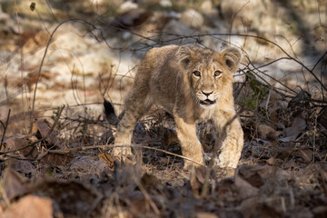 Asiatic LIon Cub. 