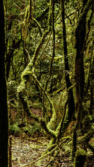 Mosses covering trees in the in the Primitive forest in Sa Mu, Son La, Vietnam