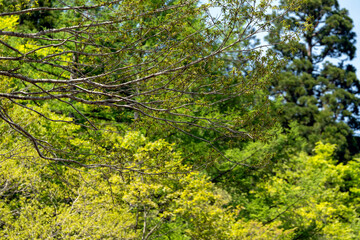 芽吹き始めた躍動感あふれる早春の森