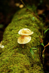 Wild mushroom in in highland Northern Vietna, Southeast asia