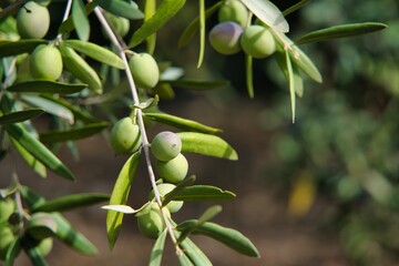 Close-u of some Olives in a tree Branch over a blurred background.