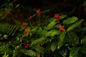 Sarcandra glabra in highland Northern Vietna, Southeast asia