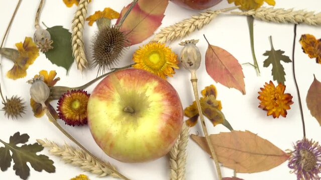 Fresh red-yellow apples, dry flowers and leaves, ears of wheat lie on a white background, autumn composition Harvest time.