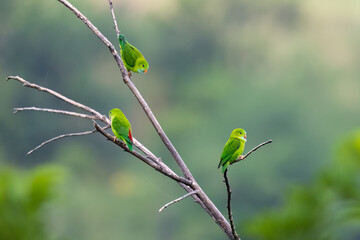 The Three Musketeers - Vernal Hanging Parrot