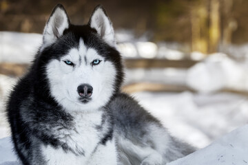 Beautiful portrait of husky dog, snowy sunny forest, winter background. 