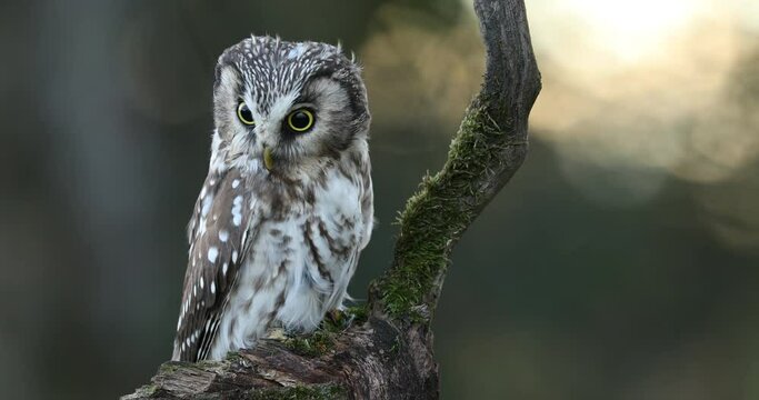 Owl at sunrise. Boreal owl, Aegolius funereus, perched on rotten branch and observes surroundings. Typical small owl with big yellow eyes in first morning sun rays. Known as Tengmalm's owl. Autumn.