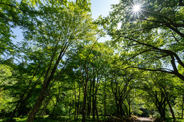 Obraz premium 新緑に包まれた癒しの森のイメージ