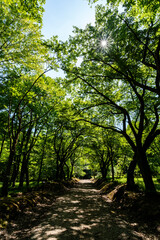 新緑に包まれた癒しの森のイメージ