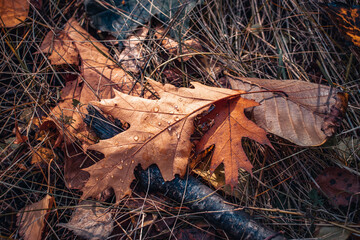 Autumn oak leaves on grass concept photo. Autumnal colorful background