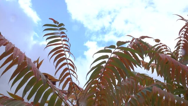 Wind sways the branches of a sumac tree with reddened autumn leaves against the background of the blue sky, background