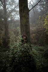 Nut Detail on Oak Tree Trunk in the Heart of the Forest, Background with Vegetation, Humid Morning