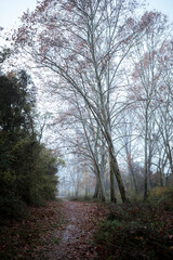 Fototapeta premium Alder Forest Trail on a Moist Morning