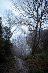 Misty Morning Path through Alder Forest