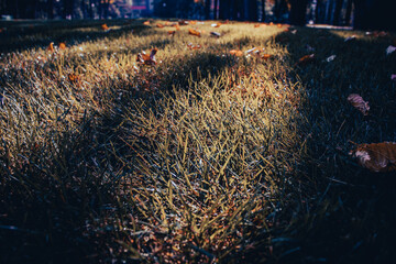 Close up fallen leaves on grass in park concept photo. Green grass and autumn leaves.