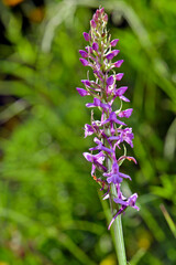 Mücken-Händelwurz // Fragrant orchid (Gymnadenia conopsea)