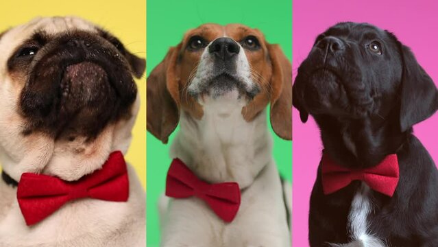 cute beagle puppy is barking while the pug and cane corso are licking their nose after eating  a delicious snack