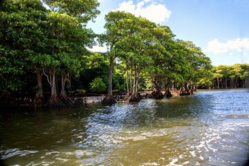 マングローブとサンゴ礁の島