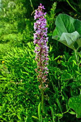 Mücken-Händelwurz // Fragrant orchid (Gymnadenia conopsea)