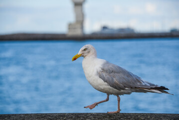 Gabbiano che cammina