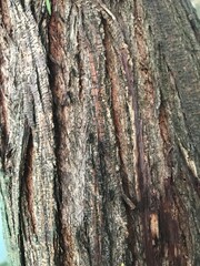 hormigas caminando sobre la corteza de un árbol