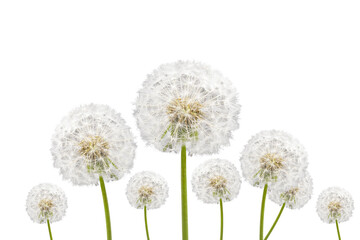 Obraz premium dandelions isolated on white background
