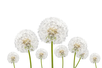 dandelions isolated on white background