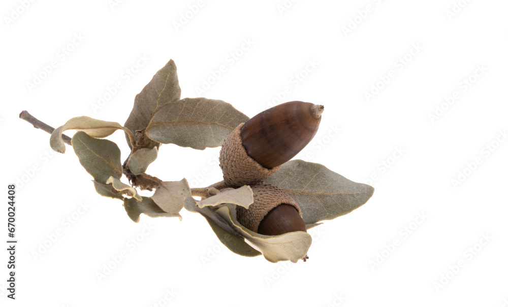 Sticker dry acorn isolated