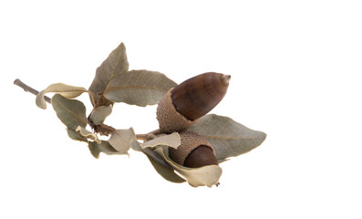 Fototapeta premium dry acorn isolated