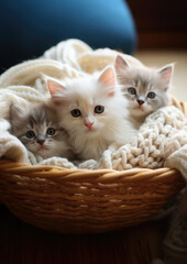 three cute fluffy long-haired cats on a knitted blanket in a wicker basket, kittens, pets, domestic, postcard, wallpaper, animal, care, eyes, whiskers, wool, comfort, home, portrait, feline