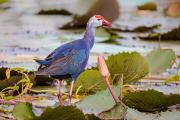 Grey-headed swamphen