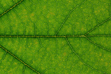 Macro Photo Of Natural Green Leaf Pattern. Leaf close-up.