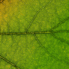 Part of green leaves. Macro Photo Of Natural Green Leaf Pattern.