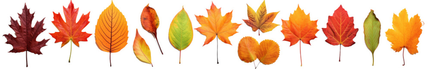 Fototapeta premium set of leaves isolated on transparent background