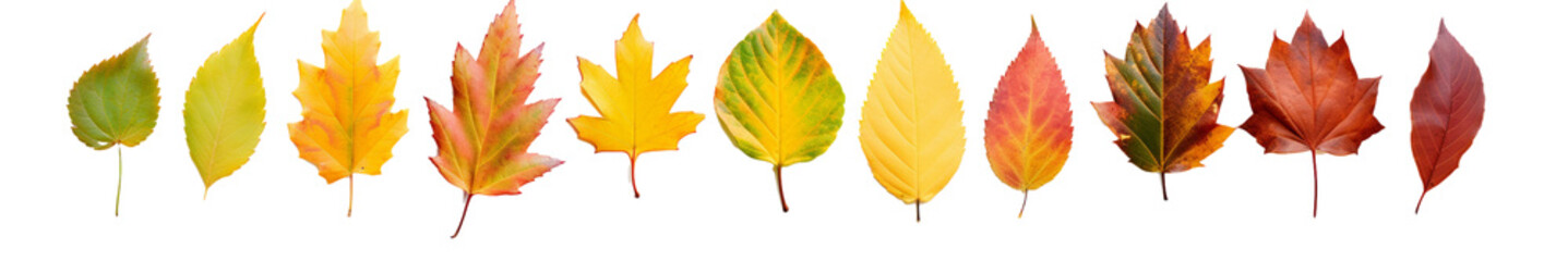 set of leaves isolated on transparent background