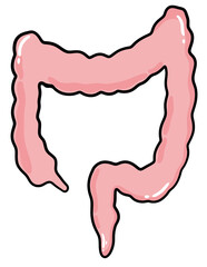 human large intestine