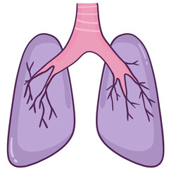 human lungs